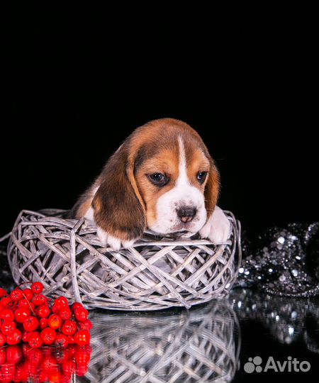 Щенки бигль