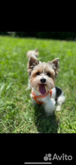 Щенки бивер-йорка