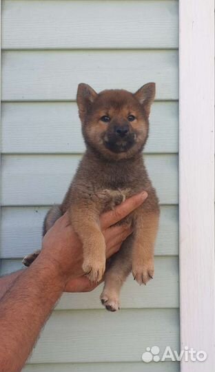 Девочка Сиба ину