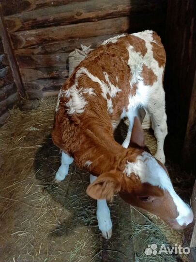 Телка айрширской породы