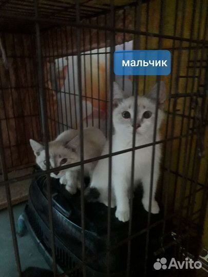 Котята-метисы