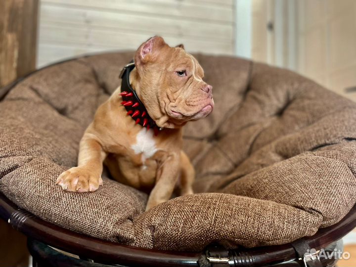 Американский булли