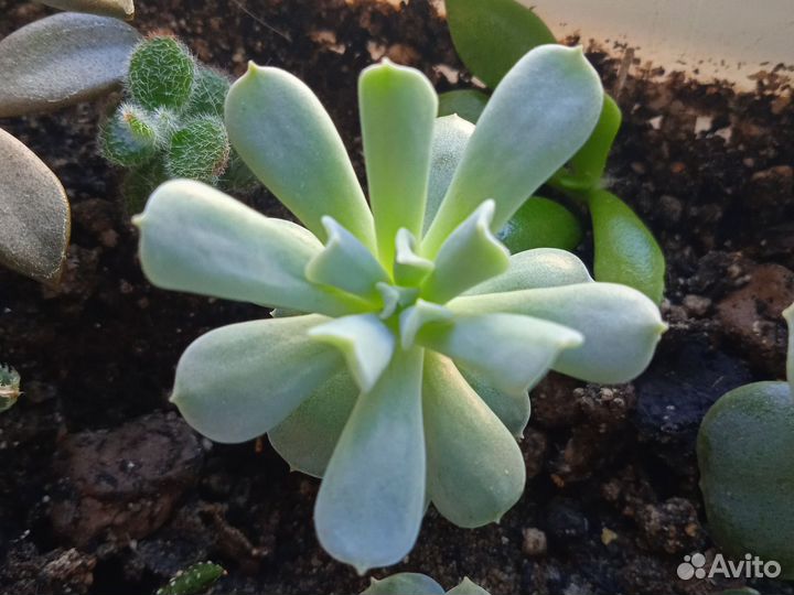 Кактусы и суккуленты