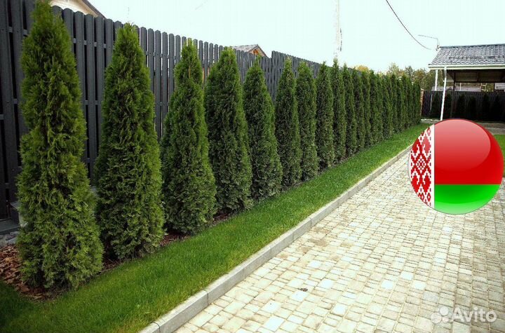 Живая изгородь из туи