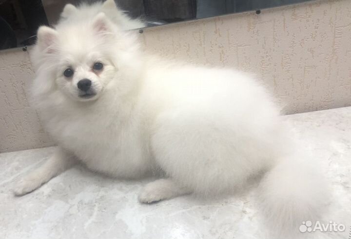 Грумер животных