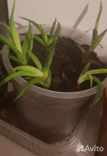 Комнатные растения. Суккуленты