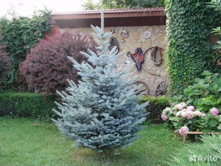 Ель голубая с доставкой