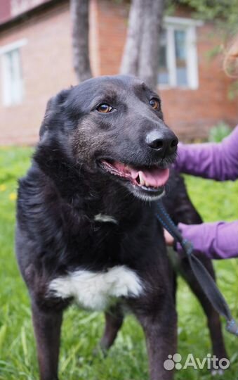 Джульетта ищет самый лучший дом