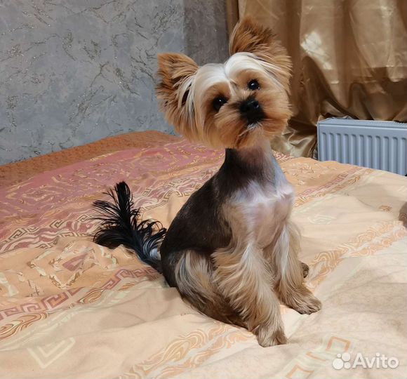 Йоркширский терьер. Вязка
