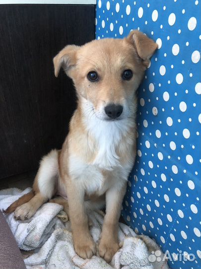 Отдам щеночка девочку