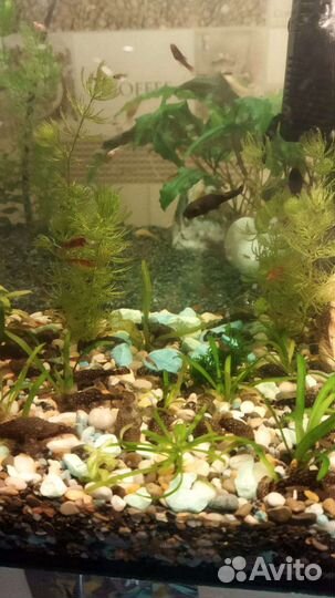 Аквариумные рыбки