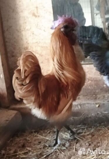 Лакендази и ухейилюй