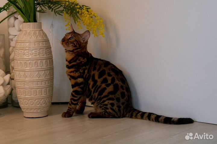 Бенгальская