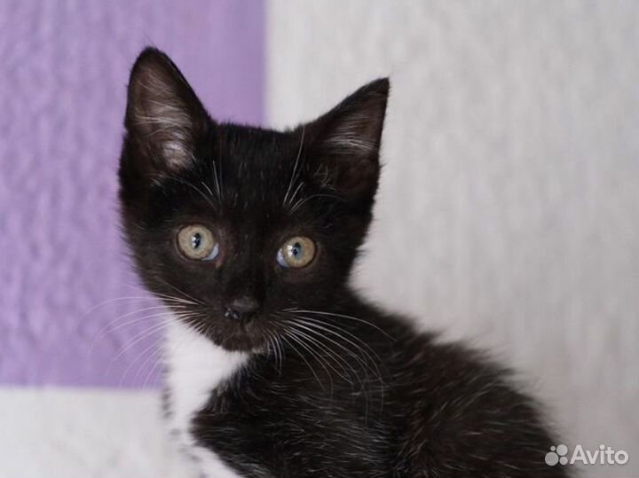 Бело-чёрный контактный котёнок мальчик