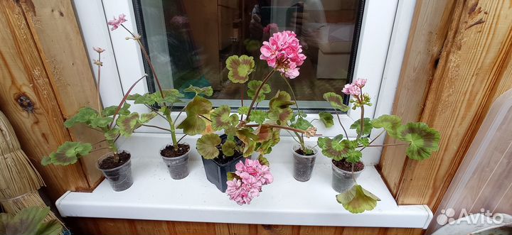 Пеларгонии