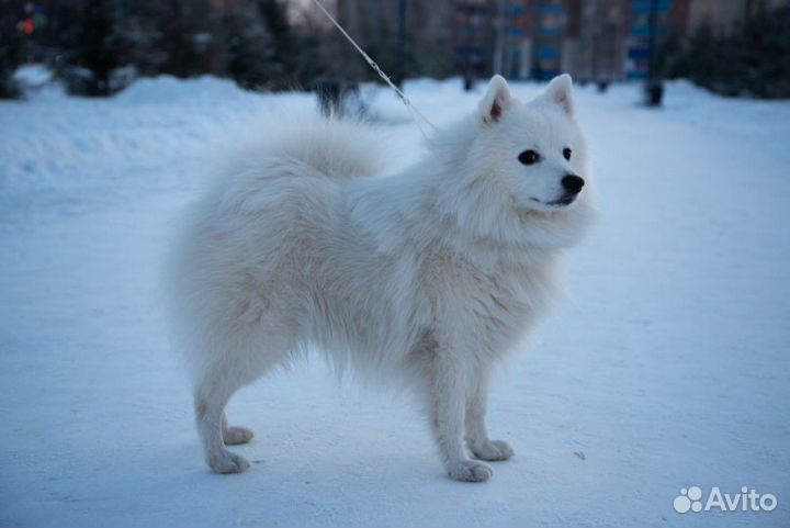 Японский шпиц щенки