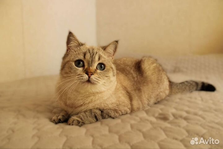 Шотландская кошка