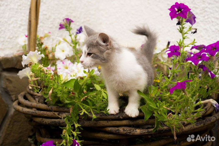 Котята в добрые руки