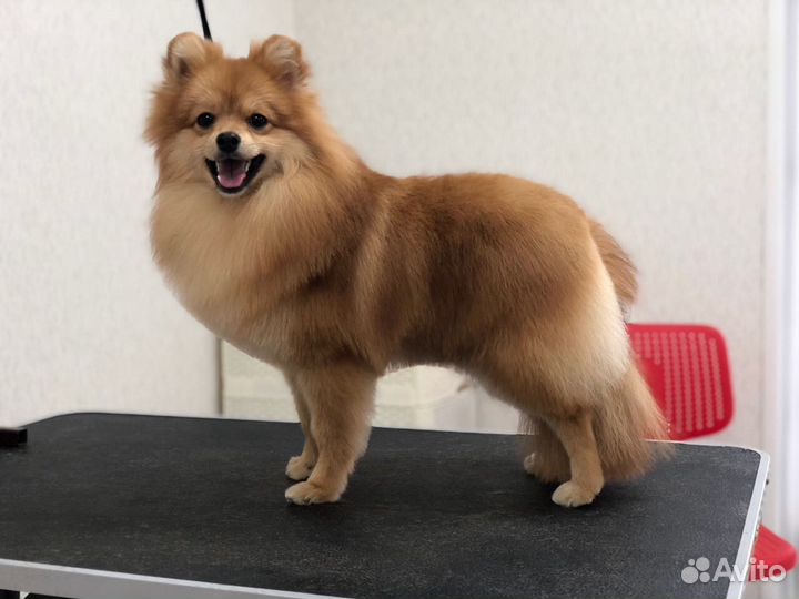 Профессиональная стрижка кошек и собак