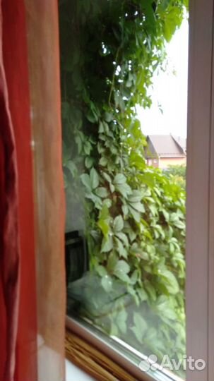 Саженцы девичий виноград