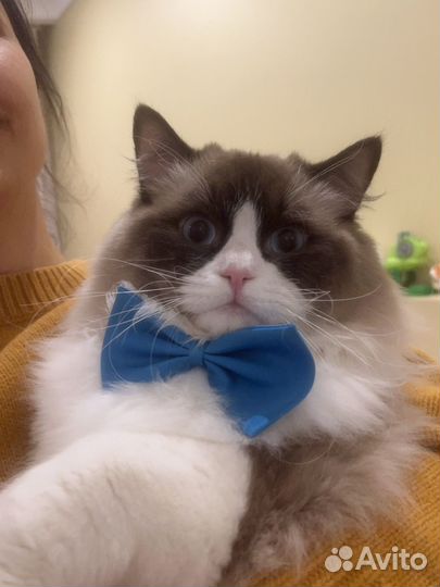 Рэгдолл ждет невесту