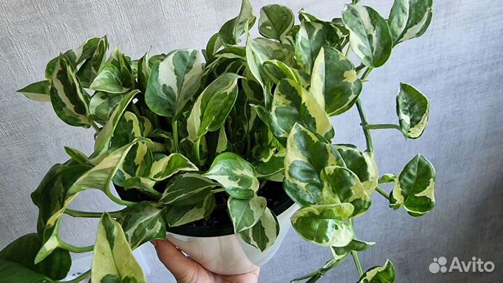 Сциндаптус Джой большой