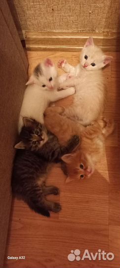 Котята в добрые руки мальчики