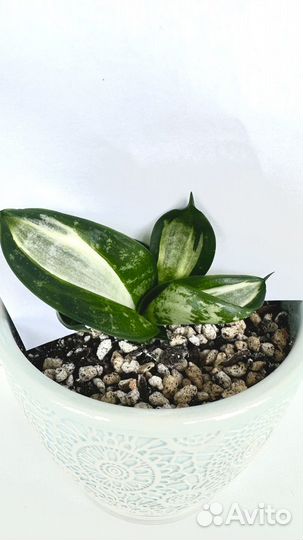 Сансевиерия Ханни Страйкер