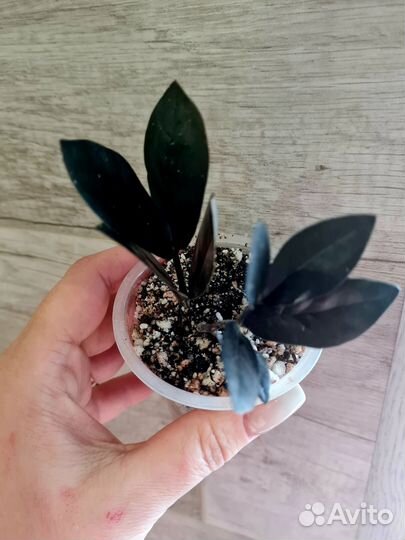 Замиокулькас черный равен