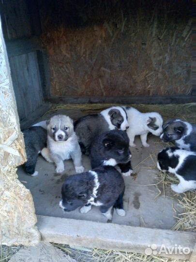 Собаки алабай