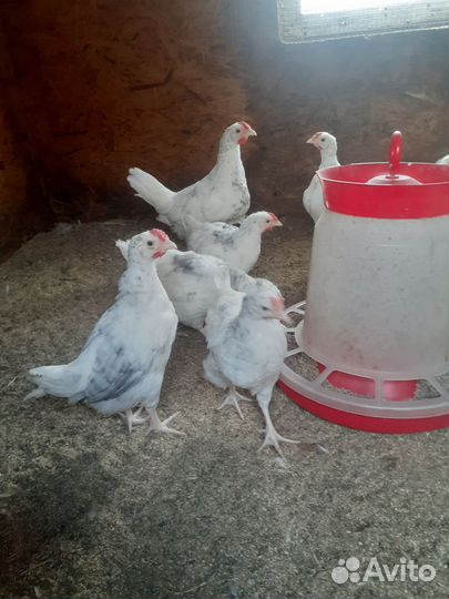 Молодые петушки