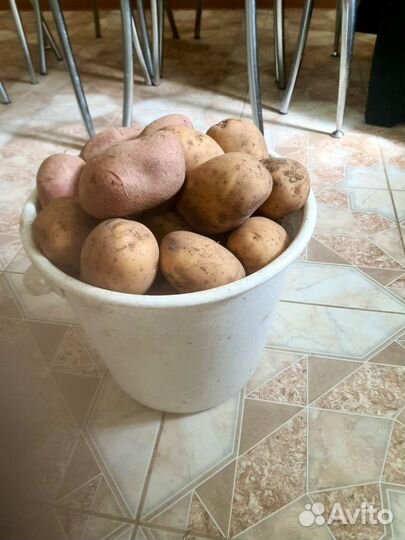Продам картофель домашний