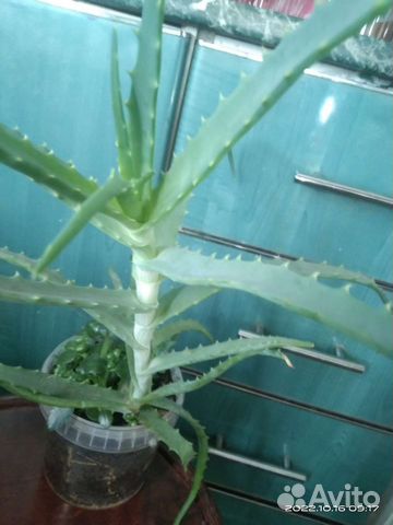 Алоэ 4 года