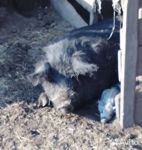 Поросята Венгерская Мангалица