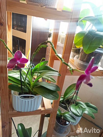 Орхидея фаленопсис