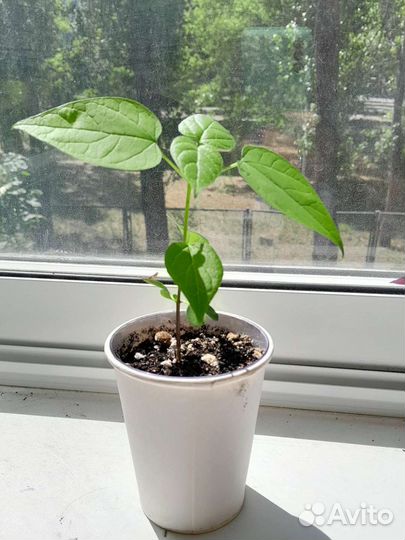 Катальпа саженцы