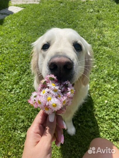Золотистый ретривер кобель для вязки