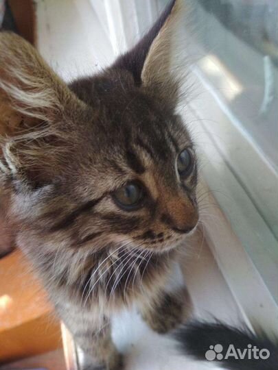 Хочу на ручки