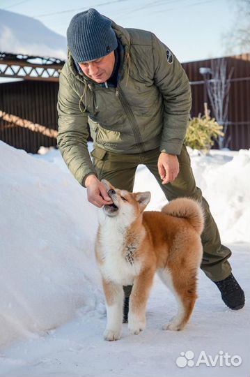 Дрессировка собак опытным кинологом