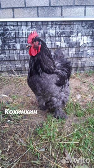 Яйцо пищевое