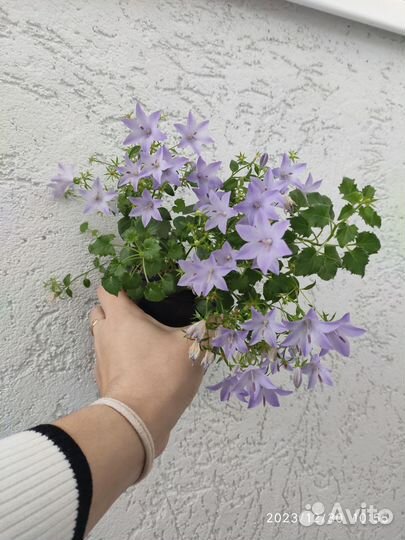 Кампанула жених и невеста