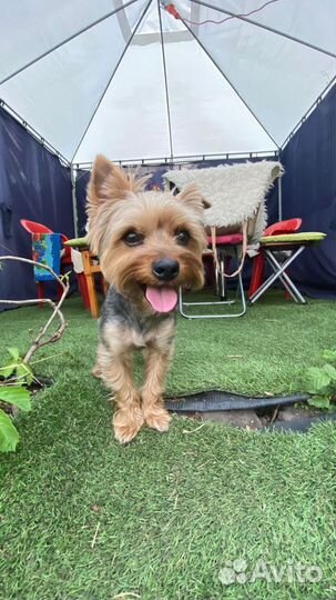 Йоркширский терьер вязка мальчик