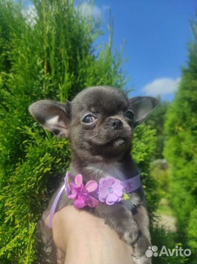 Голубая красотка чихуахуа