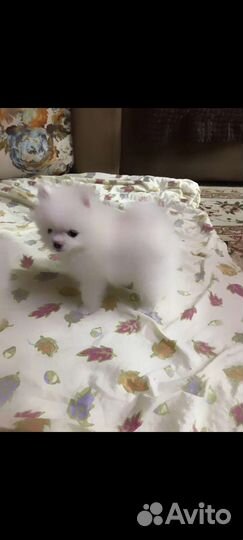 Помиранский шпиц миник