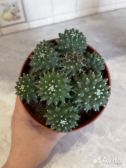 Комнатные растения кактус