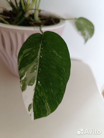 Эпипремнум пиннатум вайт