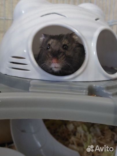 Клетка для грызунов