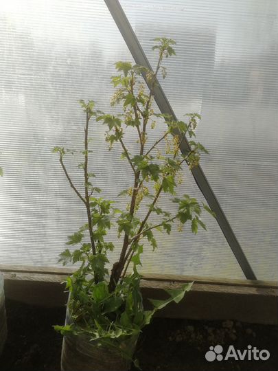 Чёрная, белая, красная смородина