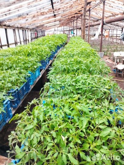 Рассада помидор, перцев, огурцов, гортензии