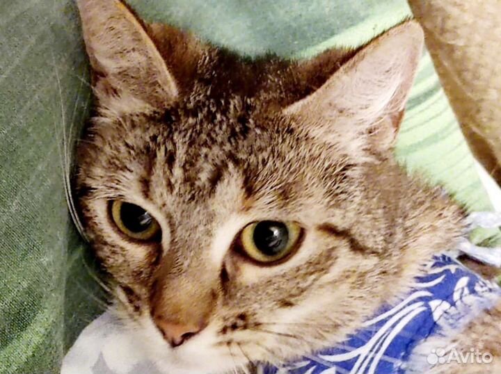 Кошечка около 9 месяцев